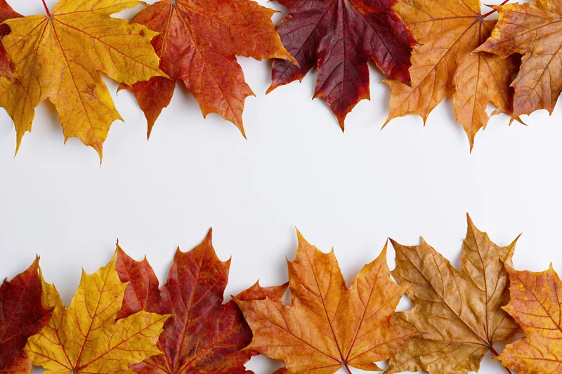 Maple leaves arranged in a flat-lay border frame on white background with copyspace