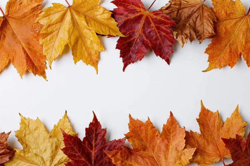 Maple leaves arranged in a flat-lay border frame on white background with copyspace
