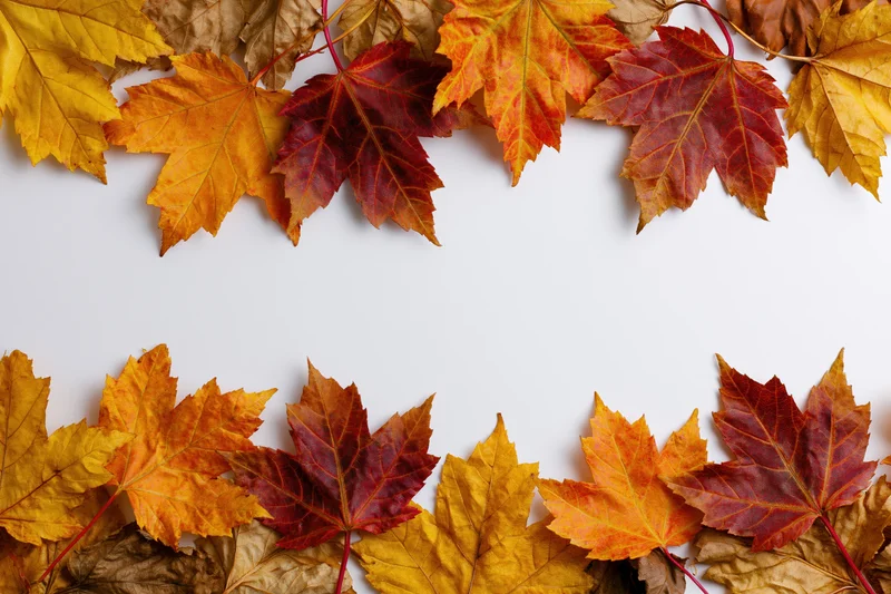 Maple leaves arranged in a flat-lay border frame on white background with copyspace
