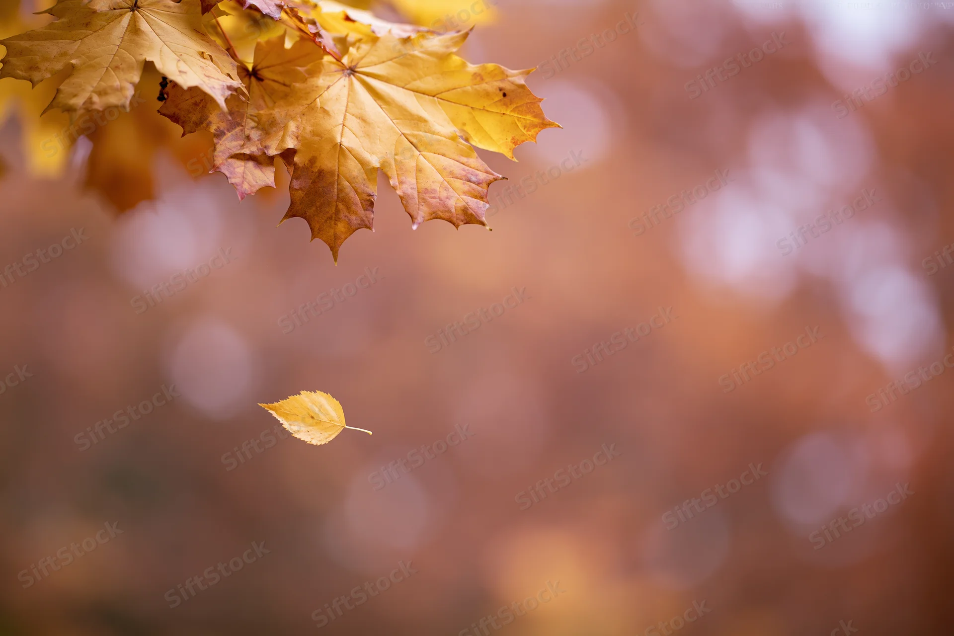 Autumn maple leaves clustered in upper left with one falling against blurred warm background