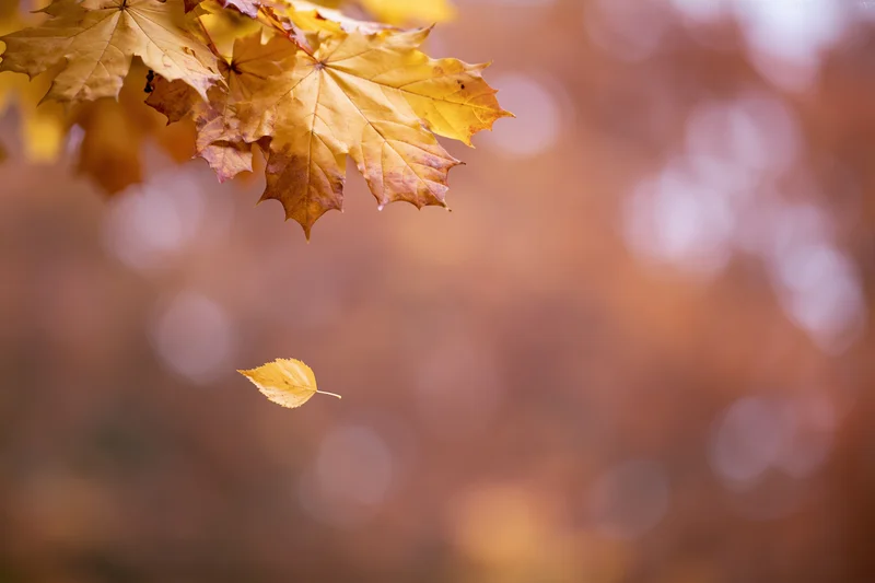 Autumn maple leaves clustered in upper left with one falling against blurred warm background