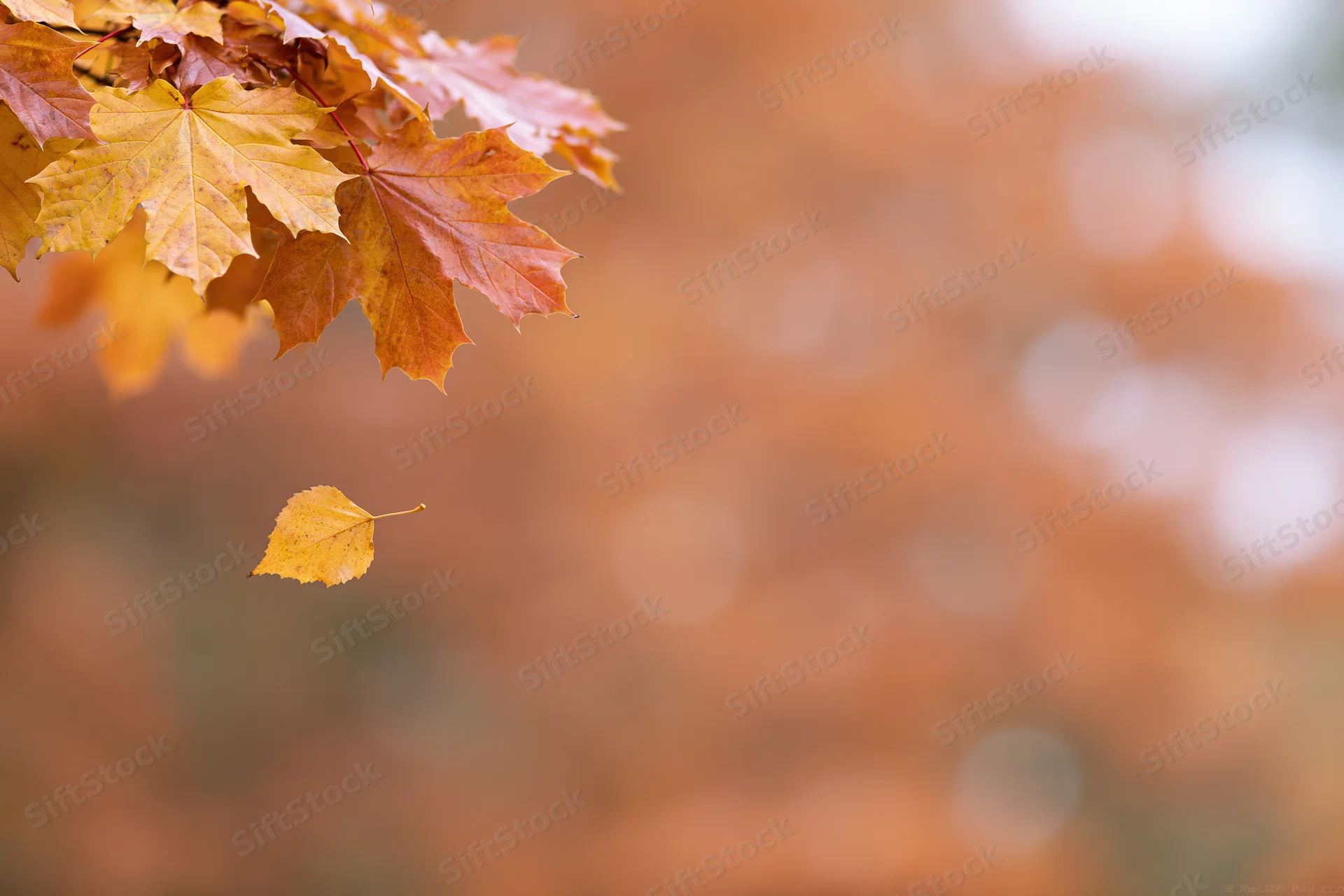 Maple leaves clustered in upper left corner with one falling against blurred autumn background