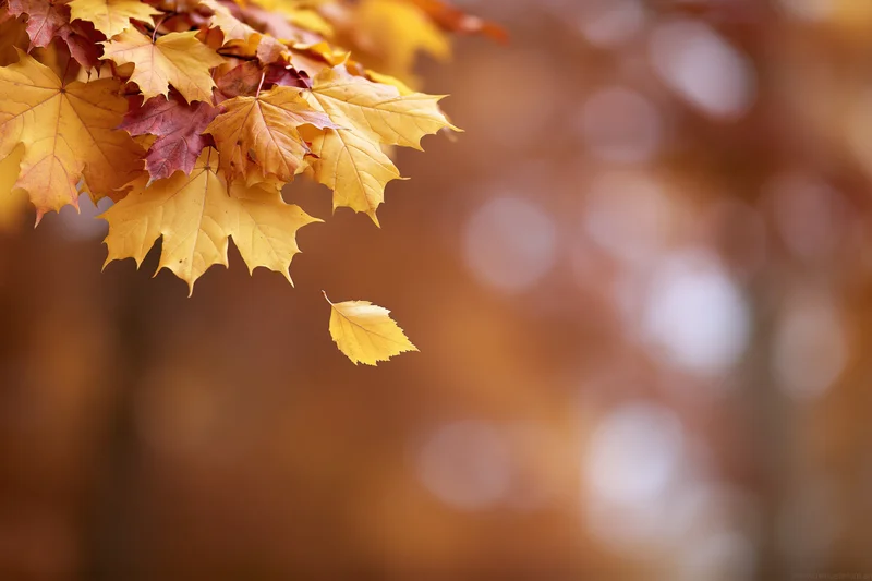 Maple leaves clustered in upper left corner with one falling against blurred autumn background