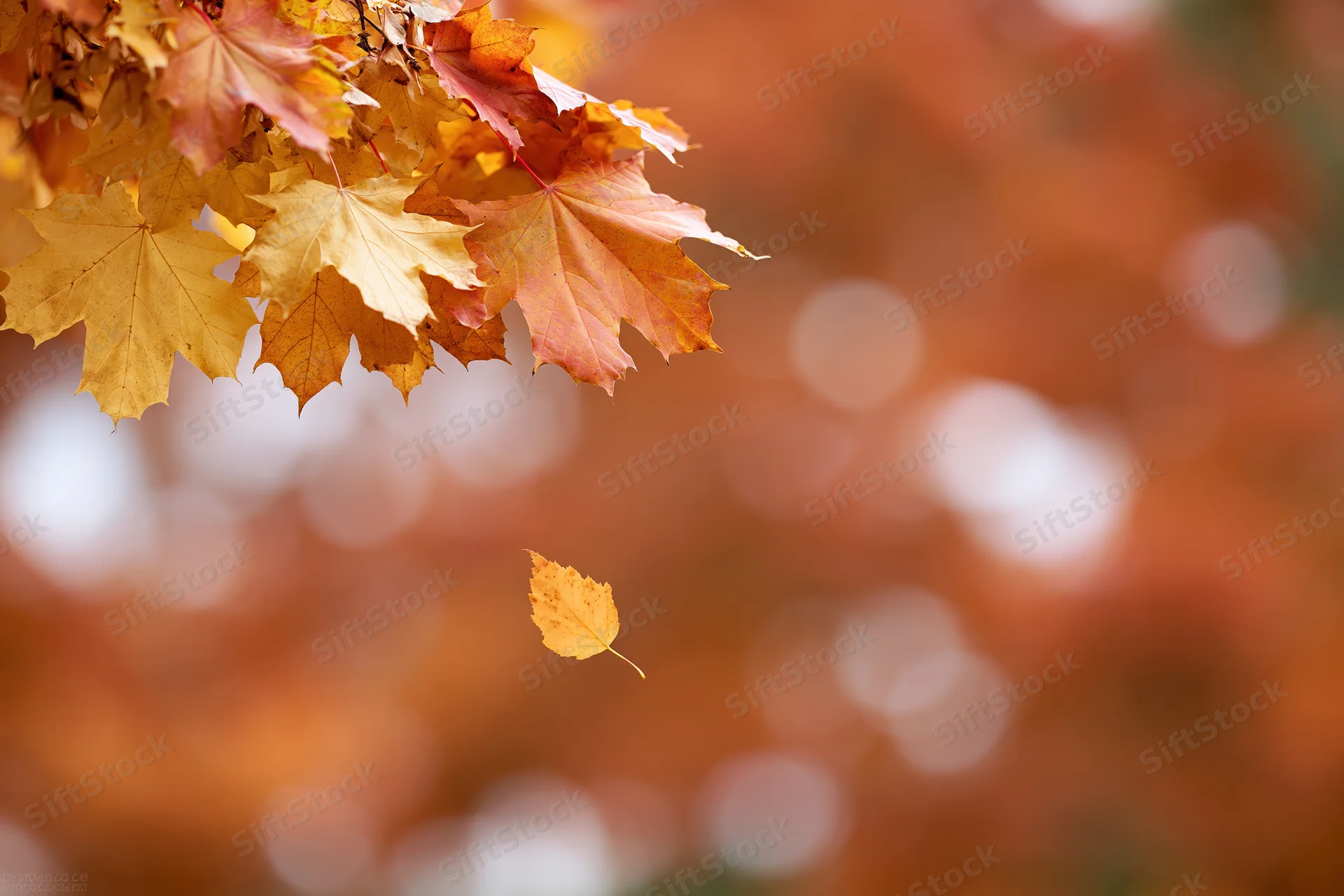 Maple leaves clustered in upper left corner with one falling against blurred autumn background