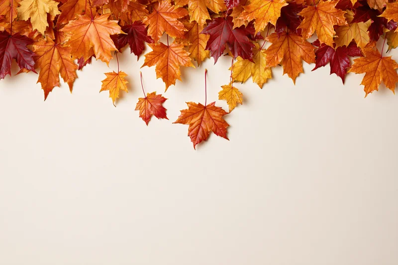 Maple leaves falling and drifting downward clustered at the top of the frame with copyspace below