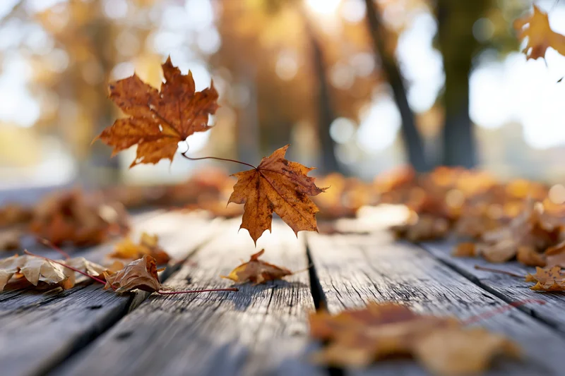 Autumn maple leaves falling and scattered across a weathered wooden deck