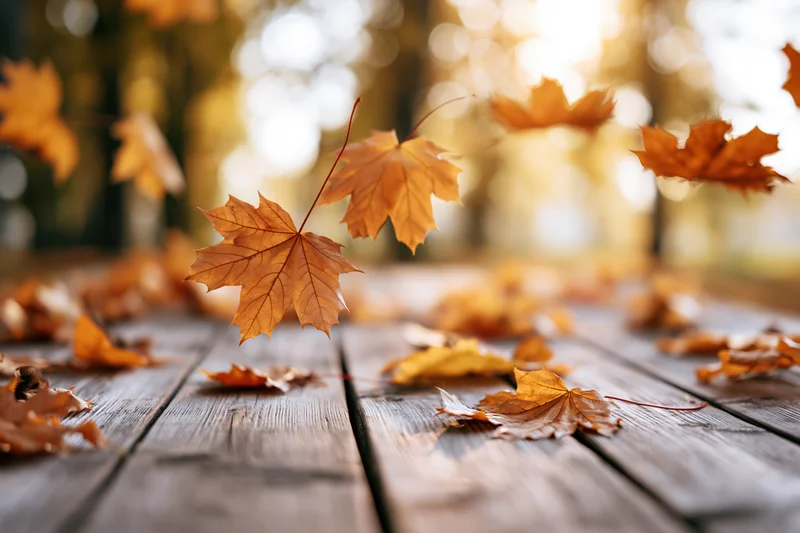 Autumn maple leaves falling and scattered across a weathered wooden deck