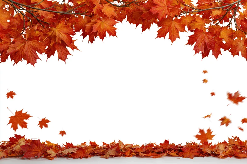 Autumn maple leaves falling and scattered across white background with branches forming a border at top and bottom