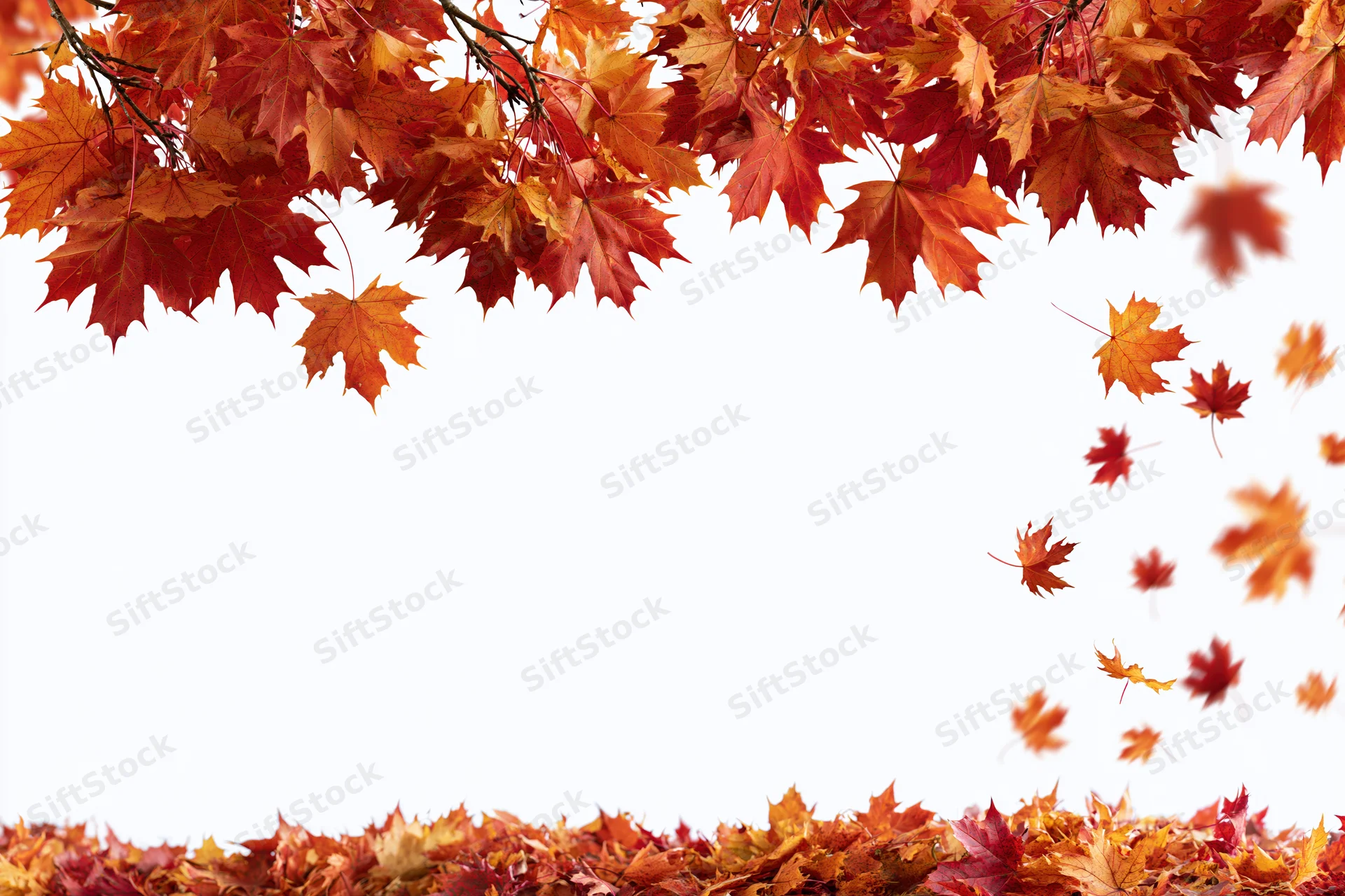 Maple leaves falling and scattered across frame with dense branches above and carpet below