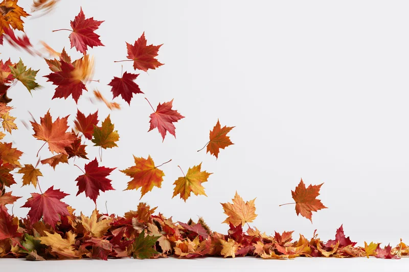 Maple leaves falling and scattered midair over a white background with a pile on the ground
