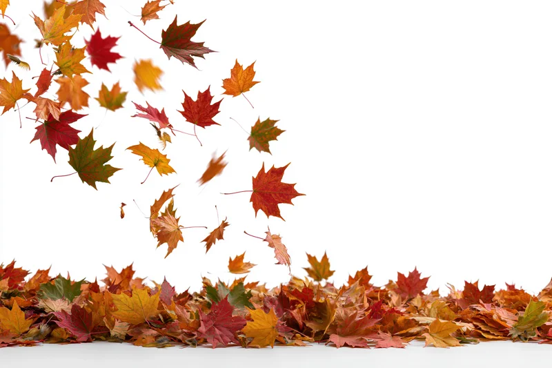 Maple leaves falling and scattered midair above a pile on the ground