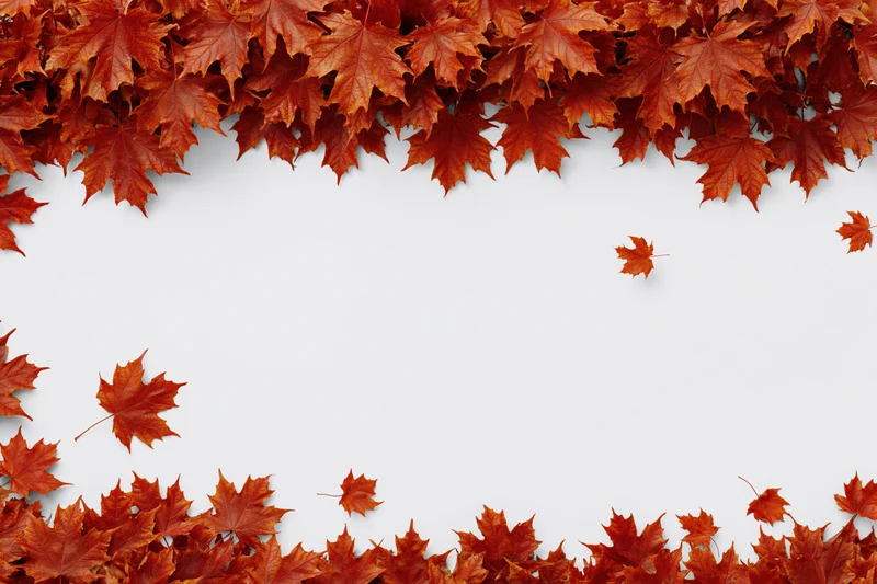 Autumn maple leaves arranged in a border frame on white background with copyspace