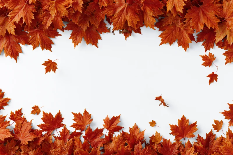 Autumn maple leaves arranged in a border frame on white background with copyspace