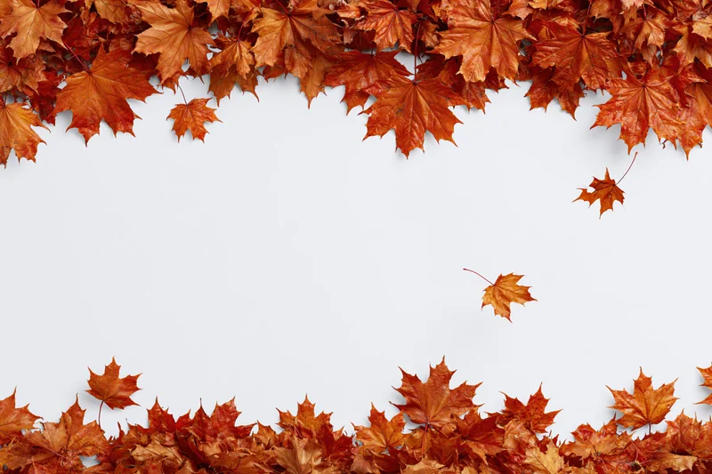 Autumn maple leaves arranged as a natural border frame on white background with copyspace