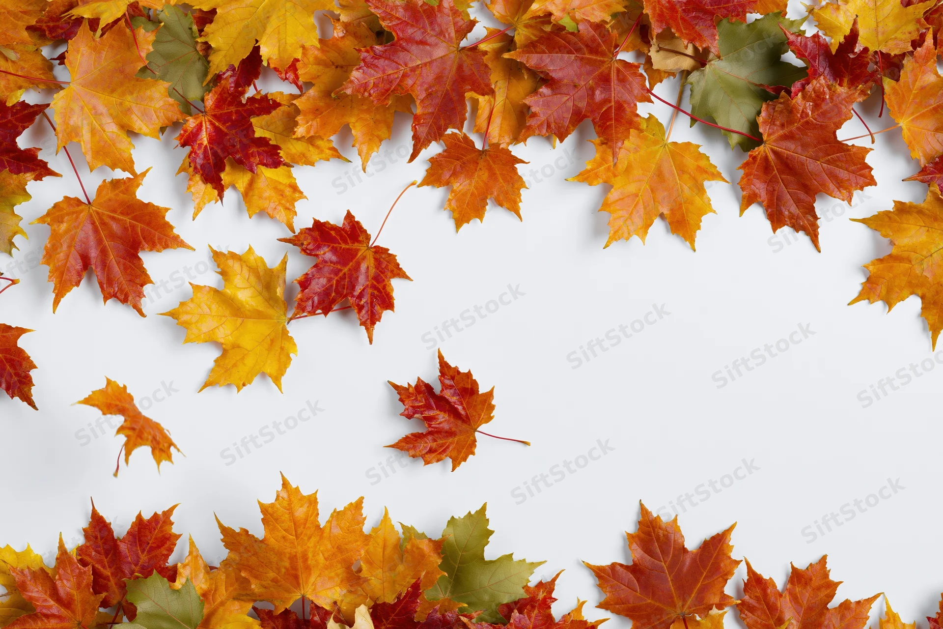Autumn maple leaves arranged in a natural border frame on white background with copyspace