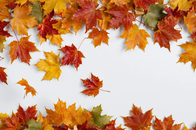 Autumn maple leaves arranged in a natural border frame on white background with copyspace