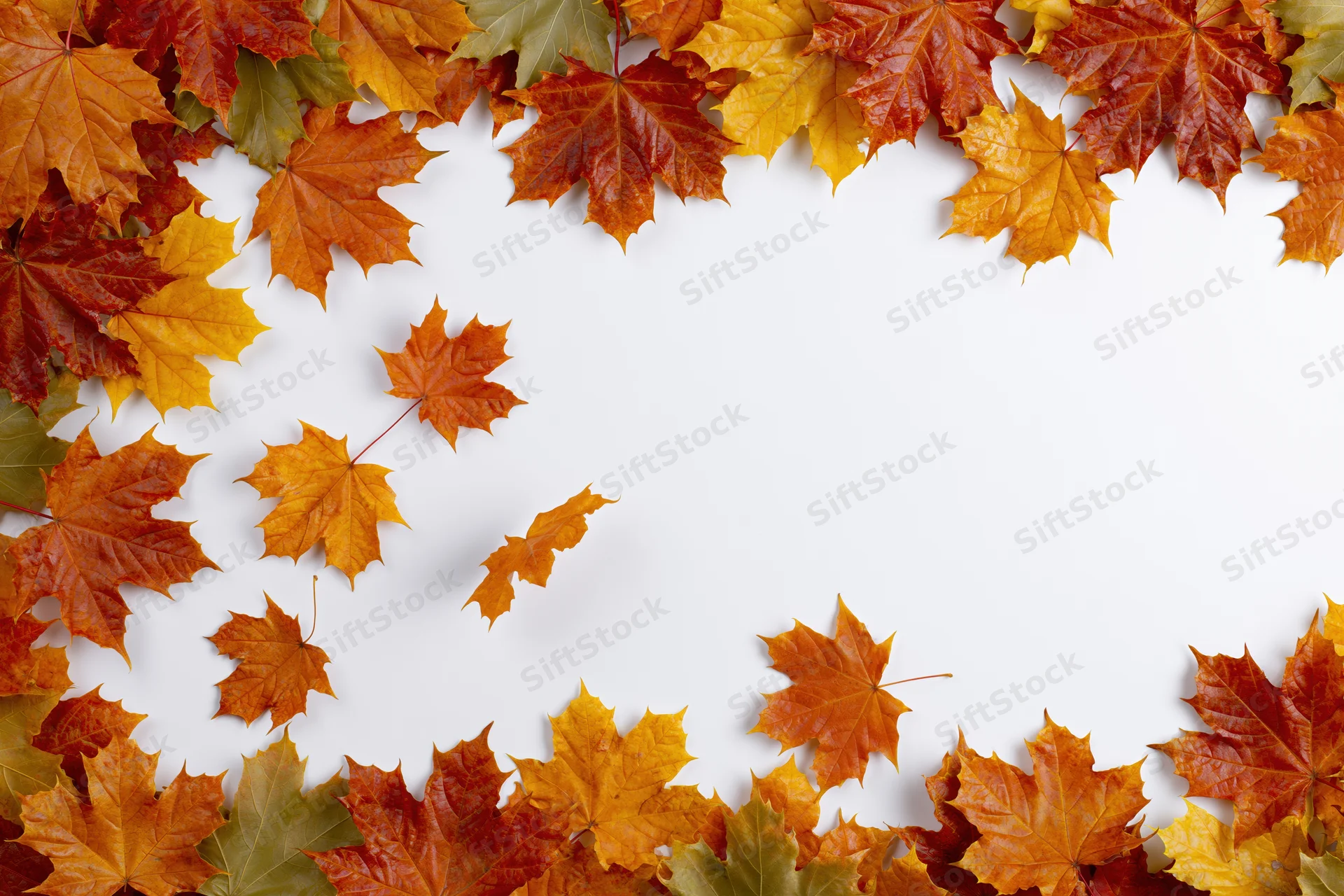 Maple leaves arranged in a natural border frame on white background with copyspace