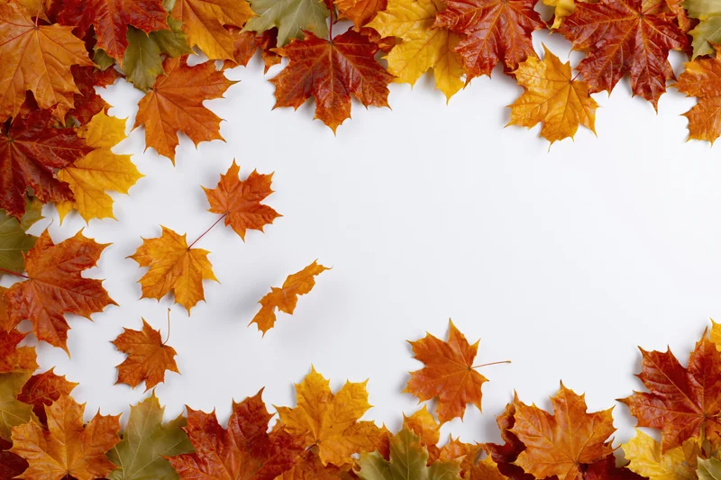 Maple leaves arranged in a natural border frame on white background with copyspace