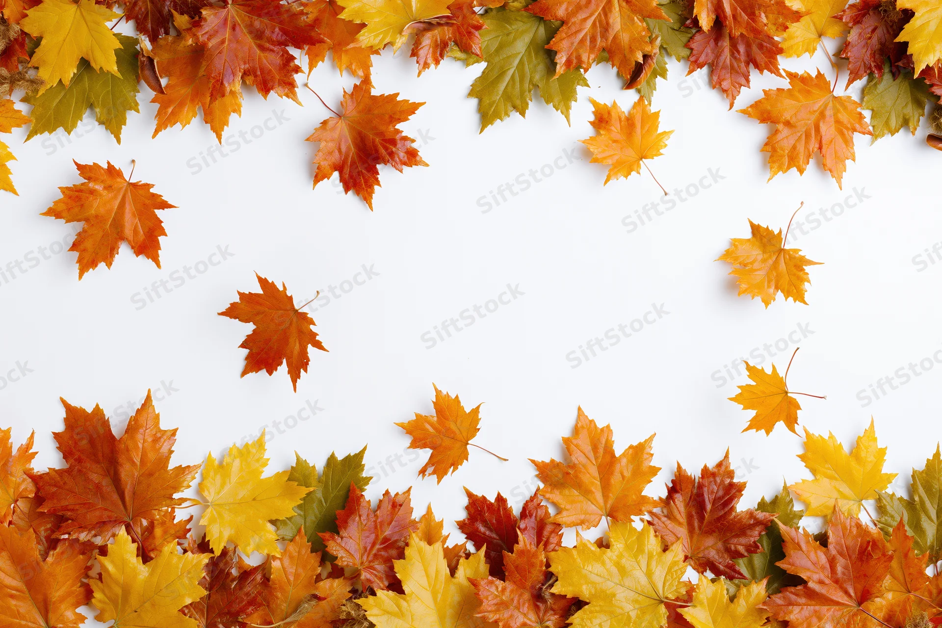 Maple leaves arranged in a natural border frame on white background with copyspace