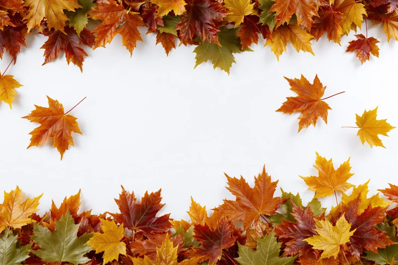 Autumn maple leaves arranged in a natural border frame on white background with copyspace