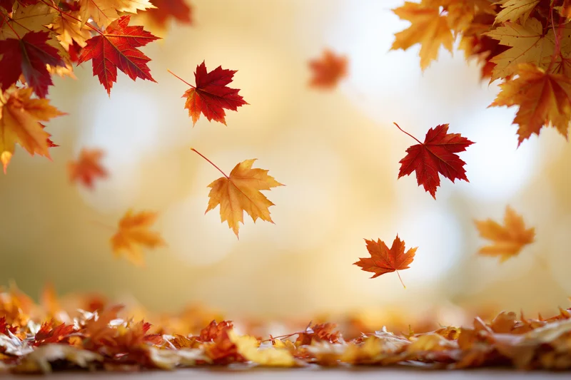 Maple leaves falling and scattered on ground framed by branches in autumn forest