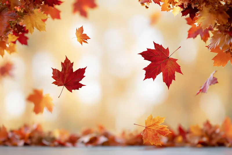 Maple leaves falling and framing edges of a wide horizontal scene with bokeh background