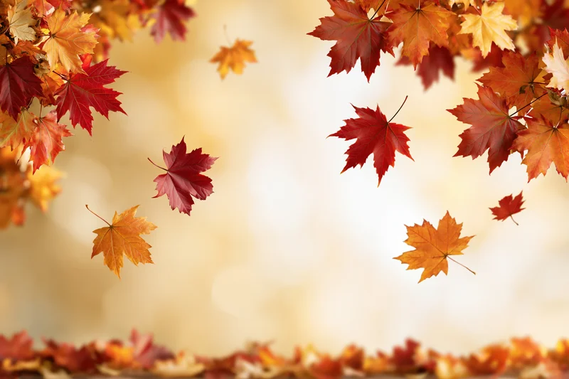 Maple leaves falling and framing edges of a wide horizontal scene with bokeh background and copyspace