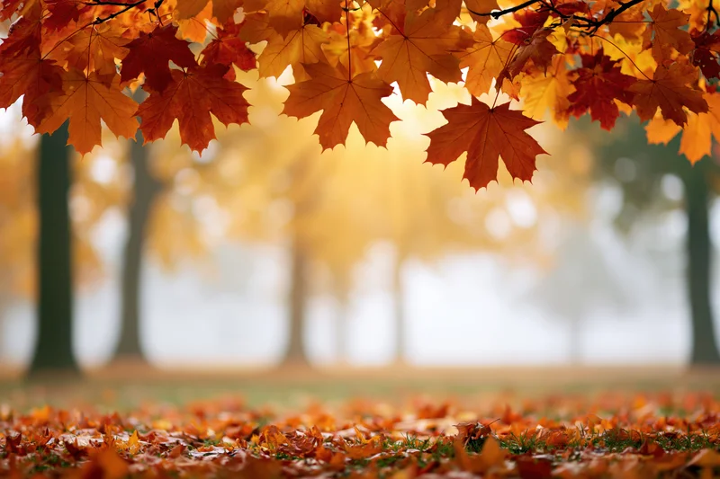 Maple leaves hanging from branches framing the top of a park scene with fallen leaves covering the ground