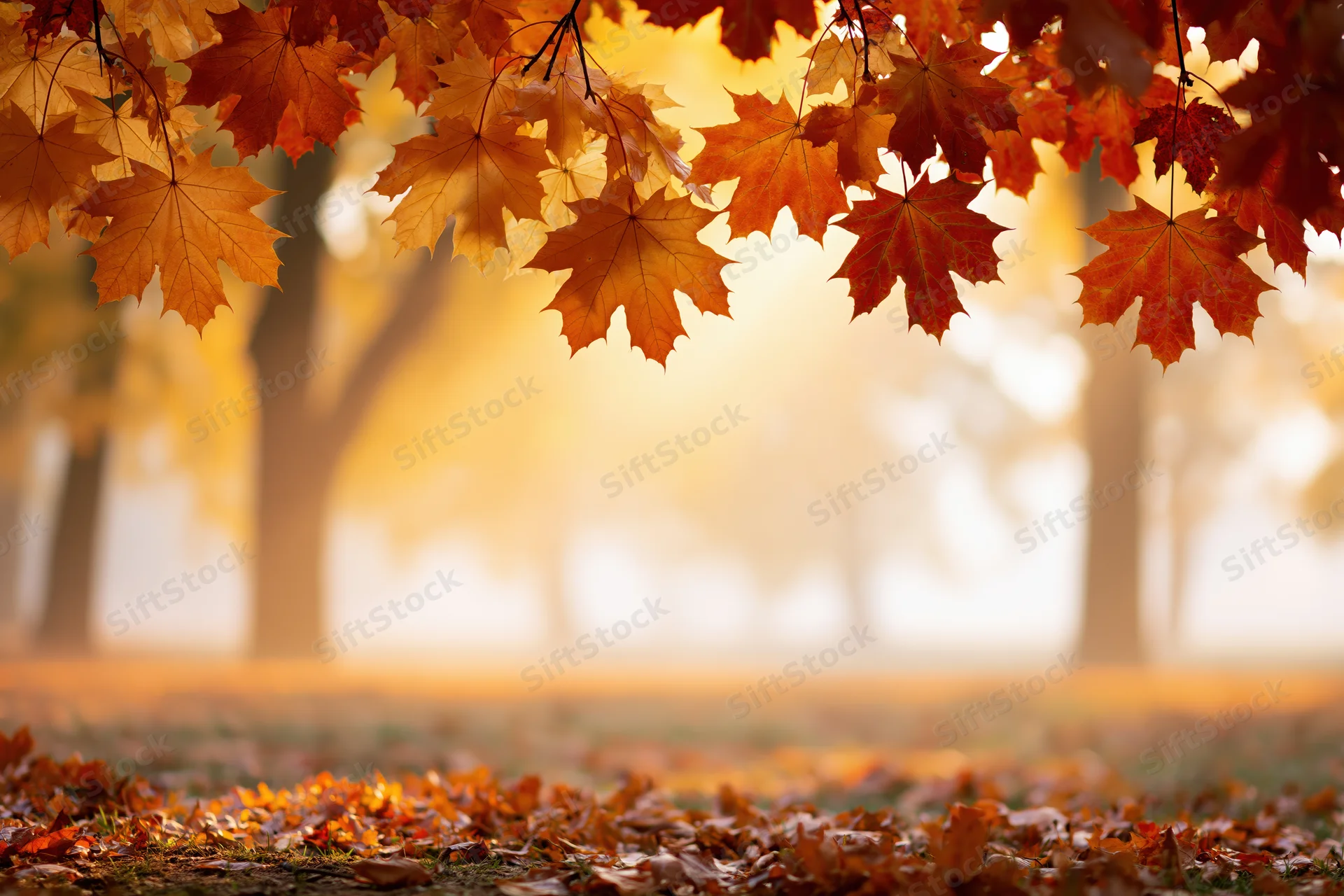 Maple leaves hanging from branches framing the top of a sunlit autumn forest with fallen foliage covering the ground