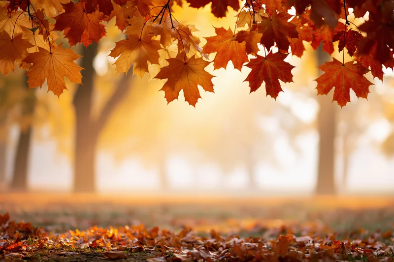 Maple leaves hanging from branches framing the top of a sunlit autumn forest with fallen foliage covering the ground
