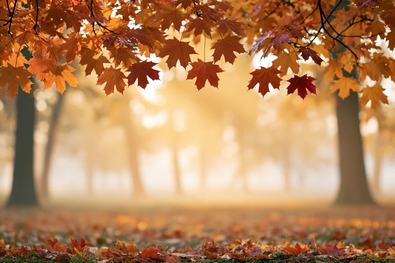 Autumn maple leaves hanging from branches framing the top of a sunlit forest path with fallen leaves covering the ground