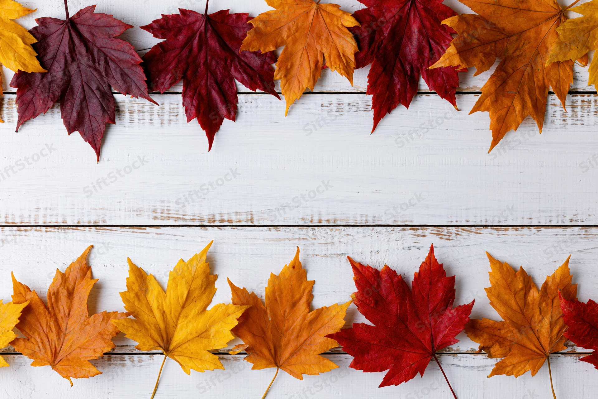 Maple leaves arranged in two rows on white wooden surface with copyspace in center