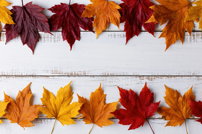 Maple leaves arranged in two rows on white wooden surface with copyspace in center