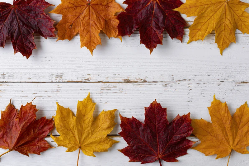 Maple leaves arranged in border on white wooden surface with copyspace
