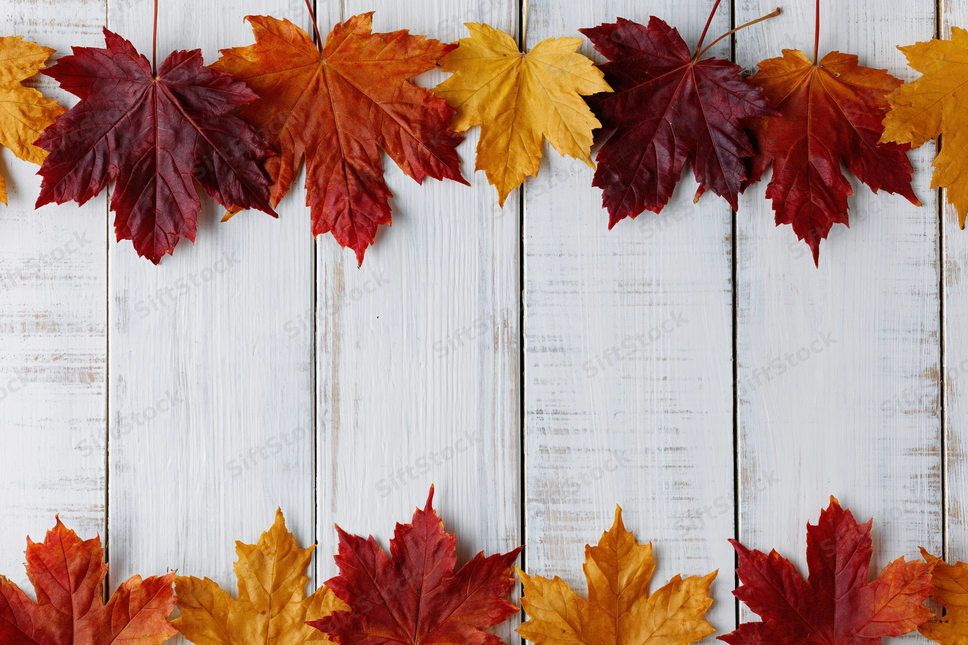 Autumn maple leaves arranged in border on white wooden surface with copyspace
