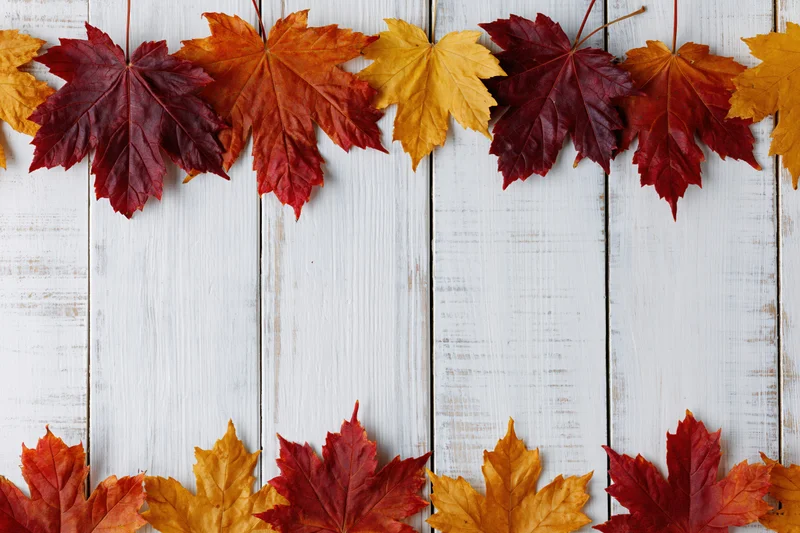 Autumn maple leaves arranged in border on white wooden surface with copyspace