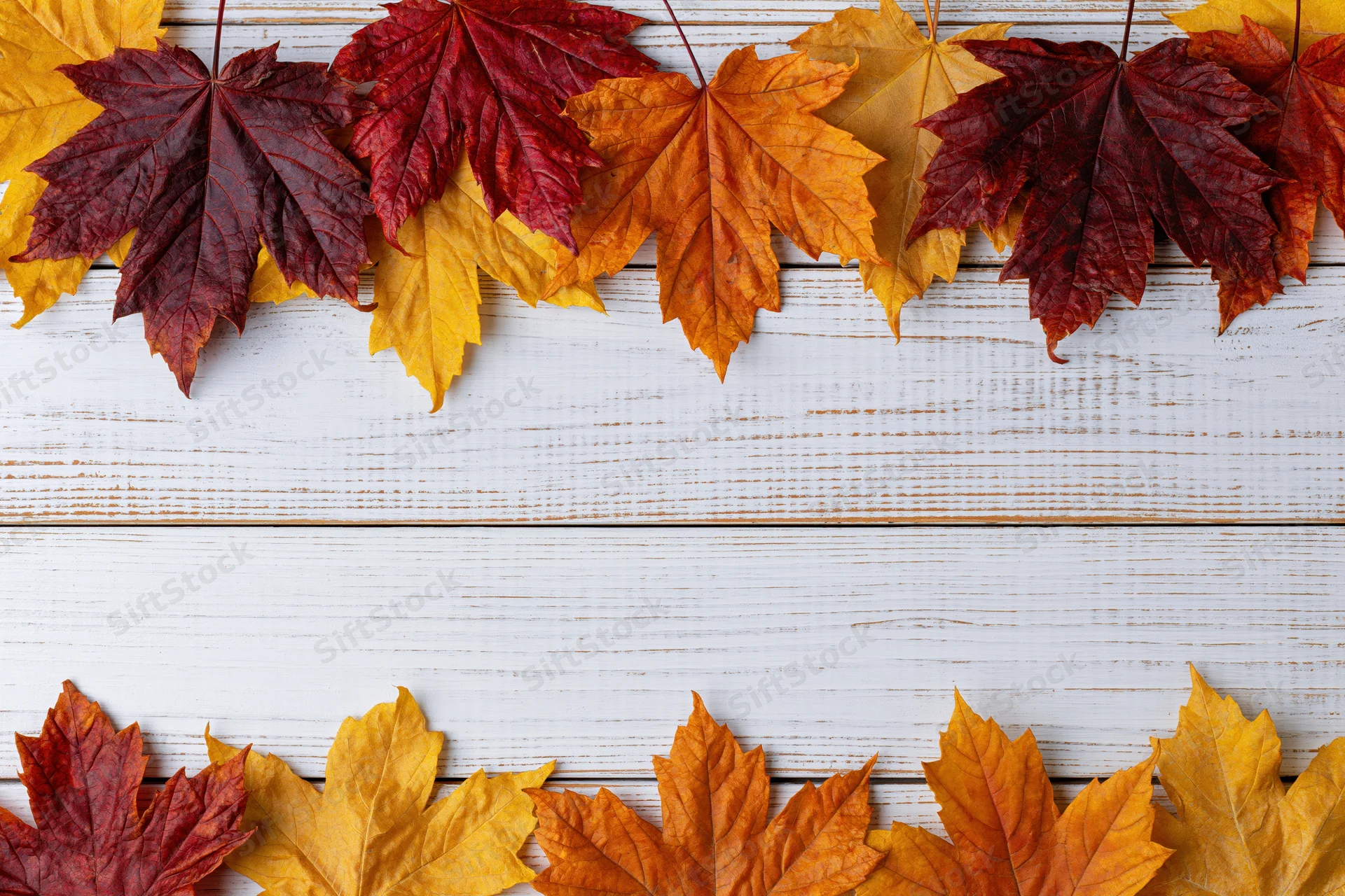 Autumn maple leaves arranged in border on white wooden surface with copyspace