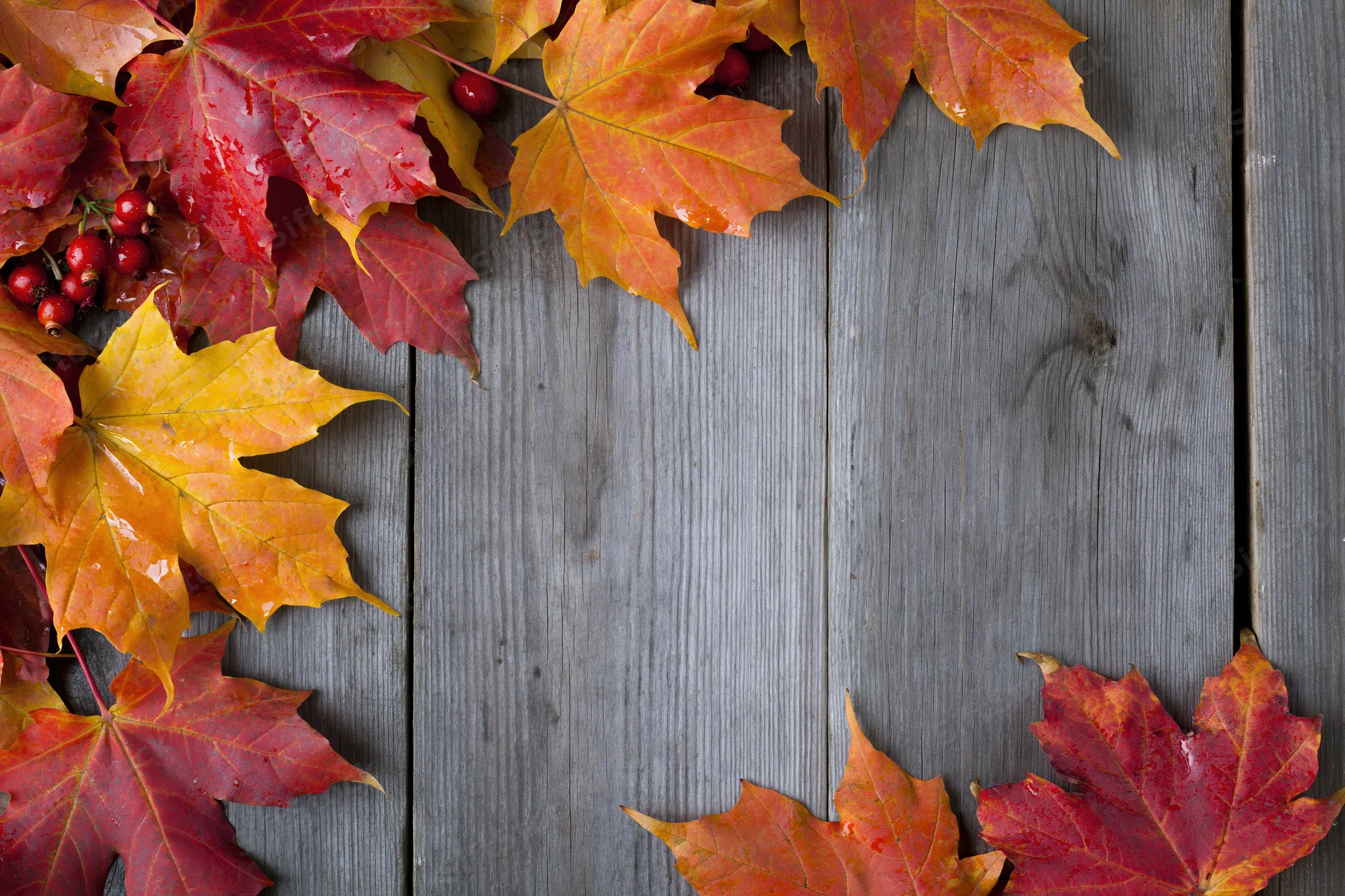 Autumn maple leaves in red orange and yellow arranged along wooden deck edge forming frame with copyspace