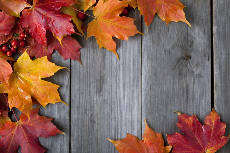 Autumn maple leaves in red orange and yellow arranged along wooden deck edge forming frame with copyspace