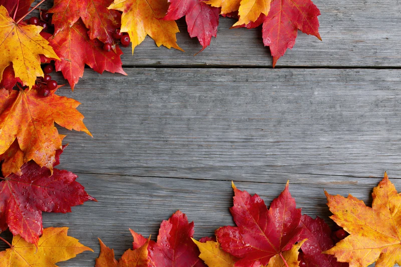 Autumn maple leaves in red orange and yellow arranged along the edges of a weathered wooden surface, leaving copyspace in the center