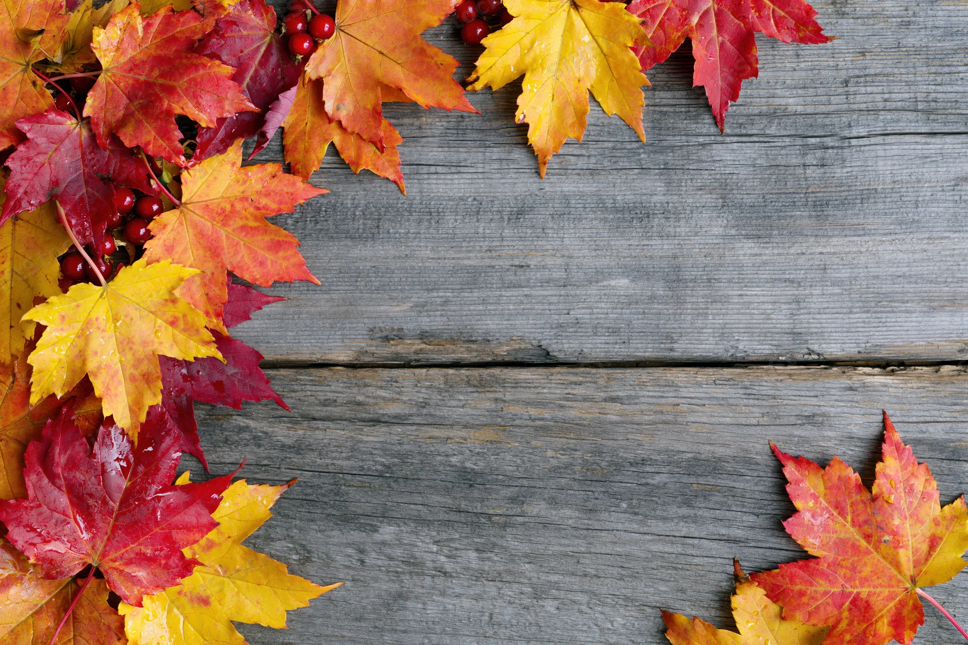 Autumn maple leaves in red orange and yellow arranged along the top and left edges of a weathered wooden surface with copyspace in the center