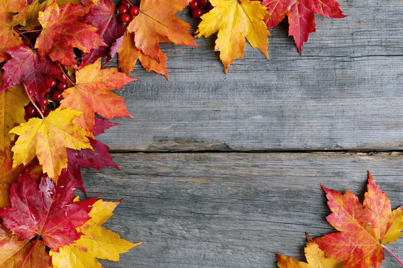 Autumn maple leaves in red orange and yellow arranged along the top and left edges of a weathered wooden surface with copyspace in the center