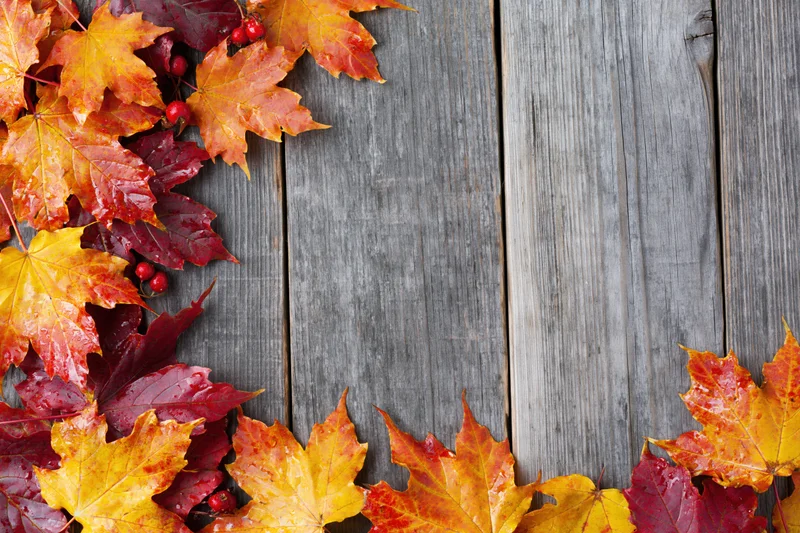Autumn maple leaves arranged in border along wooden deck surface
