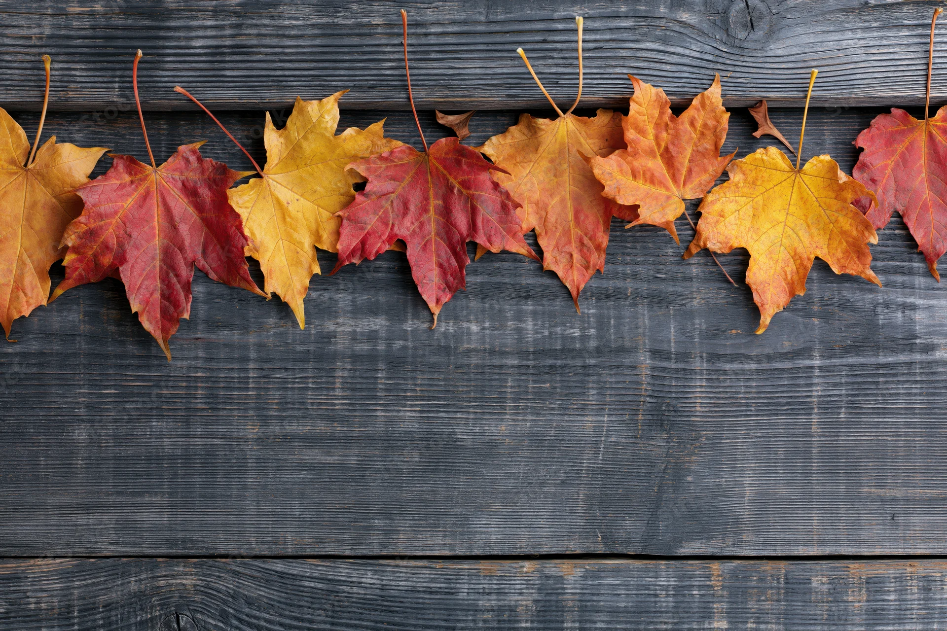Autumn maple leaves arranged in a row on dark wooden surface
