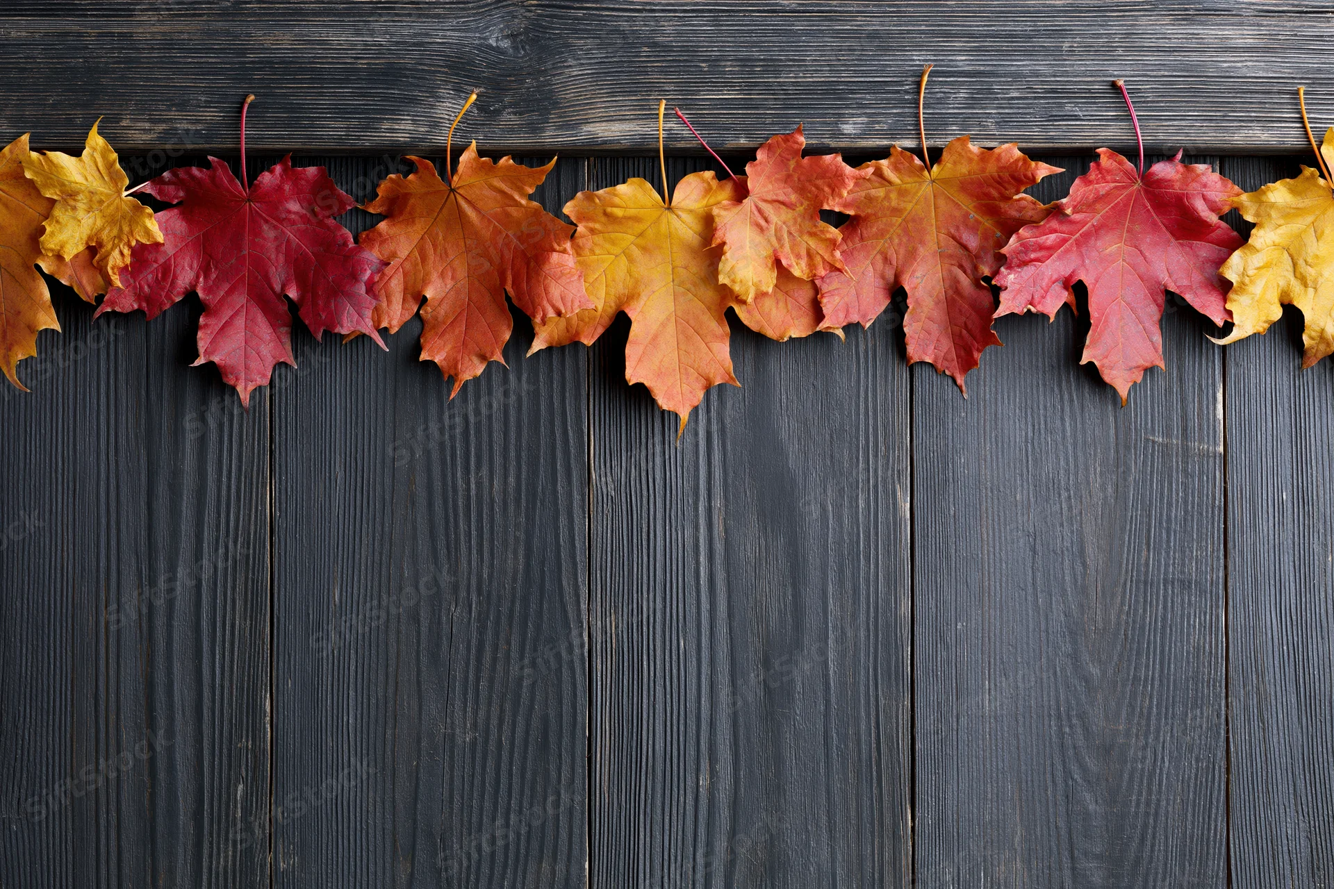 Autumn maple leaves arranged in a horizontal border along the top of a dark wooden surface