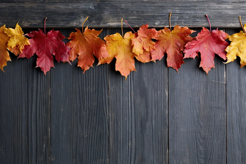 Autumn maple leaves arranged in a horizontal border along the top of a dark wooden surface