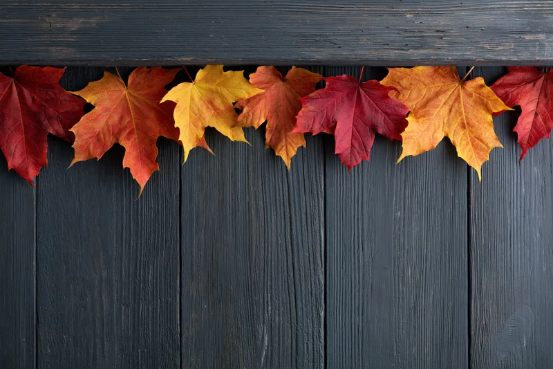 Autumn maple leaves arranged in a horizontal border along dark wooden planks