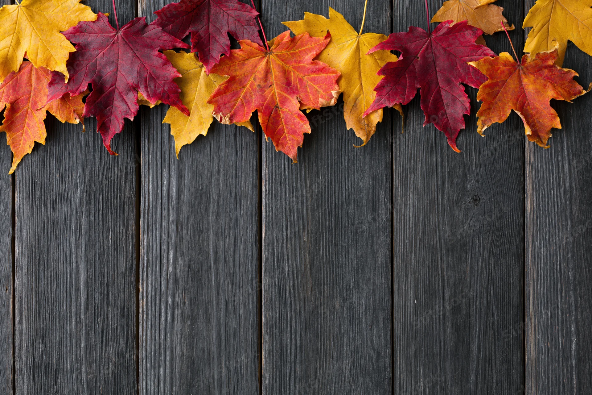 Autumn maple leaves arranged in a border along the top of a dark wooden surface