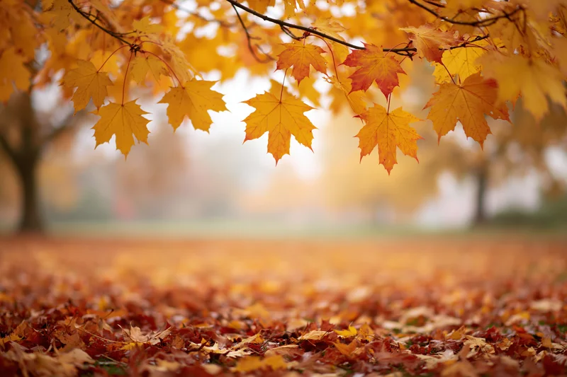 Maple tree branches with yellow and orange leaves framing a carpet of fallen foliage in a park
