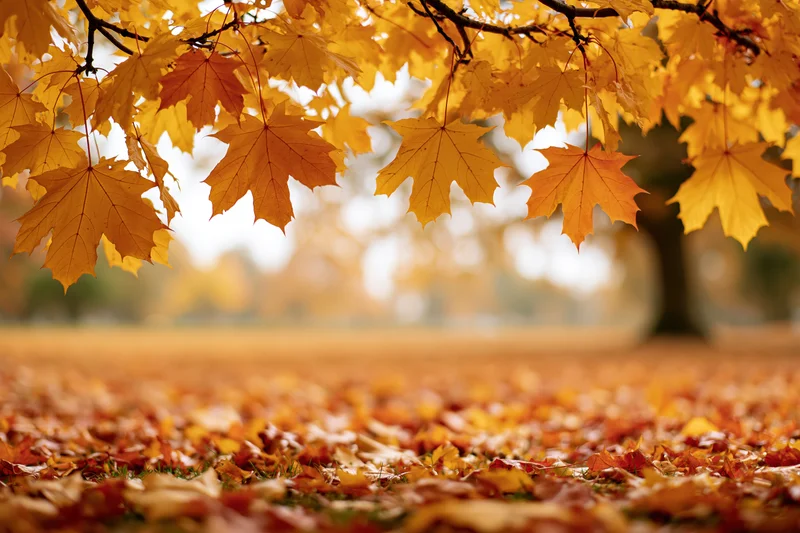 Maple tree branches with yellow and orange leaves framing a carpet of fallen foliage on the ground in autumn park